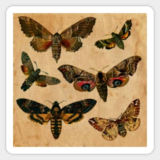 Elegan Butterflies Sticker